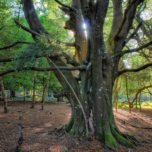 Why Beech Wood is the Ideal Material for the Sculpture?!